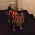Love-love-love-all-dogs-100987-2