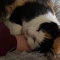 https://uk.holidog.com/ImagesPetSitters/C9D59A0A-1244-4F58-871D-9BEF9517B4C4_square_120.jpg Caring-for-your-pets-like-family-664457-1