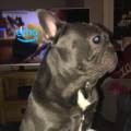 https://uk.holidog.com/ImagesPetSitters/C9FD7294-E89E-4804-B0E7-941F5184A4C7_square_120.jpg Pup-paradise--248905-2