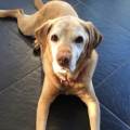 https://uk.holidog.com/ImagesPetSitters/CA927B8A-DD8A-4260-AC7E-C23A9563DFDF_square_120.jpg Let-me-love-your-pets-100263-1