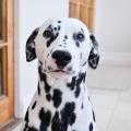 https://uk.holidog.com/ImagesPetSitters/CC3C6E60-38EE-469F-AFBD-935BF4799247_square_120.jpg DOG-LOVER-83289-1
