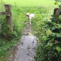 https://uk.holidog.com/ImagesPetSitters/CD5A4107-8E97-4133-8513-BB2CEA702EBA_square_120.jpg 57954-0