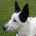 https://uk.holidog.com/ImagesPetSitters/D0608FED-A892-4E5D-B57C-95C3F3A58EF1_square_120.jpg 99119-0