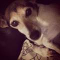 My-Passion-For-Animals-126242-2