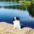 https://uk.holidog.com/ImagesPetSitters/D452A720-82C5-4794-9421-4DE1999C08A0_square_120.jpg K9-Lover-75544-0