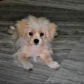 https://uk.holidog.com/ImagesPetSitters/D45F1E9B-F3DE-40A6-864B-4B305D1F8F5B_square_120.jpg Happy-home-for-pets-177759-2