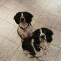 https://uk.holidog.com/ImagesPetSitters/D5403A83-8159-403F-9F94-0477ABCDE241_square_120.jpg Doggy-Heaven!--187870-2