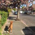 https://uk.holidog.com/ImagesPetSitters/D5444083-CBBE-4EC8-87D5-EB69D2AD42D6_square_120.jpg Loving-and-caring-petsitter!-194573-3