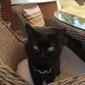 https://uk.holidog.com/ImagesPetSitters/D575CC21-4F96-4D4F-B38F-B452F6E8F37F_square_120.jpg Friendly-&-Trustworthy-Pet-Sitter-66292-2