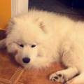 https://uk.holidog.com/ImagesPetSitters/D5F8E7F2-9289-4241-8BC0-CACD8C307D7E_square_120.jpg 241752-0
