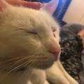 Fun-Friend-For-Your-Pet-235944-2