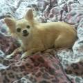 https://uk.holidog.com/ImagesPetSitters/D77516E6-86DB-4435-A954-A8423C263617_square_120.jpg professional-animal-&-house-sitting-123992-2