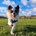 Dog-isn't-an-animal,dog-is-a-friend-241793-0