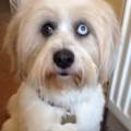 https://uk.holidog.com/ImagesPetSitters/D81232A2-F037-4987-ADFC-F0D221FFBE03_square_120.jpg A-warm,-loving-home-for-your-pets-243880-1