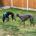 https://uk.holidog.com/ImagesPetSitters/D8C6BC6B-3BA5-4B0B-A6C9-1E7FB9C60073_square_120.jpg Loving-pet-sitting-in-your-home-607319-3