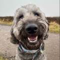 https://uk.holidog.com/ImagesPetSitters/D8EC6F81-14C1-4986-8AE2-10C657E27513_square_120.jpg Honest,-trustworthy,-caring!-197106-0