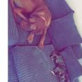 https://uk.holidog.com/ImagesPetSitters/D9897082-1800-468E-924A-230CD1C35894_square_120.jpg Dog-&-Cat-Haven--212308-0