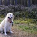 https://uk.holidog.com/ImagesPetSitters/D9936503-0A75-4D07-BF2D-65BBE3CAE882_square_120.jpg doggypaws-59064-2