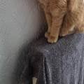 Loving-pet-sitter-available-630410-3
