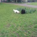 https://uk.holidog.com/ImagesPetSitters/D99EBEC2-5569-4A96-8192-3C33332455AA_square_120.jpg East-London-dog-lover-here-to-help-4598-1