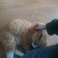 Safe-place-for-your-pet-:)-226988-1