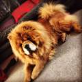 https://uk.holidog.com/ImagesPetSitters/DA3FA53F-77E4-439B-9E74-1A160F8550B7_square_120.jpg 57954-3