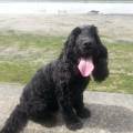 https://uk.holidog.com/ImagesPetSitters/DA9A649A-3971-4C17-923D-DCD0AE3150AF_square_120.jpg Fitness-Lover,-Dog-Lover--199119-1