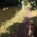 https://uk.holidog.com/ImagesPetSitters/DBB16D3D-F49A-45D3-ACC1-43DCAB507755_square_120.jpg Going-Walking-84936-1