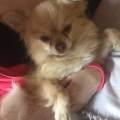 Furbabies-Pet-Daycare---222737-2