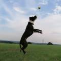 https://uk.holidog.com/ImagesPetSitters/DC951E7D-7556-4267-A930-3AAA3A945EFB_square_120.jpg Friends-for-Coco-215828-0