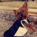 https://uk.holidog.com/ImagesPetSitters/DD098267-C79B-44BF-9EC1-C39E7067B4E9_square_120.jpg caring-petsitter--246329-0