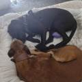 Pets-day-out-605896-1