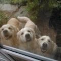 https://uk.holidog.com/ImagesPetSitters/DD74306C-F04F-4905-9666-B7F6FD8C4623_square_120.jpg 55849-1