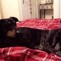 https://uk.holidog.com/ImagesPetSitters/DEC14542-7361-4271-AB38-934C84FCF474_square_120.jpg Dog-lover-238416-0