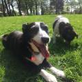 https://uk.holidog.com/ImagesPetSitters/DF6312EB-487F-4B4F-9F44-2D07FFAE6F7C_square_120.jpg Pets-are-better-than-people!-232229-3
