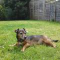 https://uk.holidog.com/ImagesPetSitters/E027BA59-EBD4-4234-9D1D-2B92C1D3C2E9_square_120.jpg Home-from-home-for-your-pet-15808-1