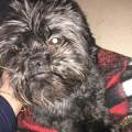 https://uk.holidog.com/ImagesPetSitters/E054B6C6-EB2E-4B5D-A27D-34F81FF8AEC6_square_120.jpg A-Loving-Home-For-Your-Pet-26211-0