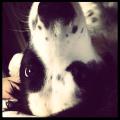 https://uk.holidog.com/ImagesPetSitters/E2C7927D-EBC5-4EFB-896B-7C3961D5F328_square_120.jpg 58450-0