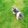 https://uk.holidog.com/ImagesPetSitters/E39ACF4E-4208-4037-8A11-F2486D27FDC7_square_120.jpg 54285-2