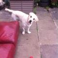 https://uk.holidog.com/ImagesPetSitters/E3F196CA-19DF-46AC-9132-F84F2FA3336A_square_120.jpg I-love-dogs--74070-0