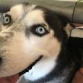 https://uk.holidog.com/ImagesPetSitters/E4466EE7-3B25-4025-AD2E-BF063398851E_square_120.jpg The-best-dogs-life--292526-0