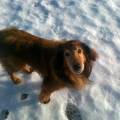 https://uk.holidog.com/ImagesPetSitters/E4670232-FBBE-4BB5-B4D9-E2F1DCBB9FDB_square_120.jpg Experienced-Dog-Lovers-201212-1