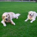 https://uk.holidog.com/ImagesPetSitters/E479942A-3800-4348-931A-3CD0858C06F6_square_120.jpg doggypaws-59064-1