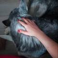 https://uk.holidog.com/ImagesPetSitters/E4D2FEDC-775B-491B-A252-E5E623520D71_square_120.jpg --8367-2
