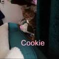 https://uk.holidog.com/ImagesPetSitters/E505E004-F8FD-466E-A4D0-43D2377169A8_square_120.jpg We-love-cats-and-dogs!--605835-1