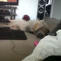 https://uk.holidog.com/ImagesPetSitters/E6636923-C741-4017-A408-D4EBD4080A01_square_120.jpg Animal-Lovin'-167788-3