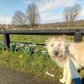 https://uk.holidog.com/ImagesPetSitters/E6FA5EA0-1CC3-4ADB-86E1-34DC108DDF62_square_120.jpg Pawfect-hotel-&-wonderful-walkies-218717-2