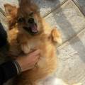 https://uk.holidog.com/ImagesPetSitters/E737A7BB-4416-4389-86C4-3DF2122648B5_square_120.jpg Lovable-dog-lover-available-194153-1