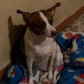 https://uk.holidog.com/ImagesPetSitters/E7C20C12-1DDA-4300-9F4D-4AA3FA0A3F71_square_120.jpg Pet-Sitter-216990-1