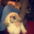 https://uk.holidog.com/ImagesPetSitters/E81EA5FD-6020-47D4-987D-A68E941D9177_square_120.jpg 96467-2